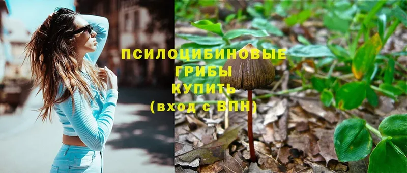 Галлюциногенные грибы Psilocybe  Нестеров 